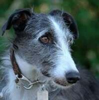 Profilbild Katja Versen Sattel in Balance