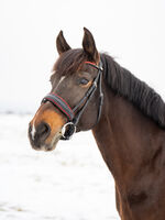 Profilbild Bellora Equestrian