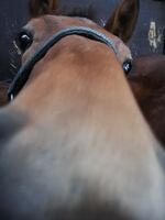 Profilbild Pinzgauer