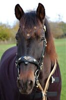Profilbild Francisca