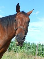 Profilbild Pferdebewusst-Lernen (Sabine vom WSR-Team)