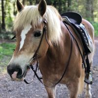 Profilbild