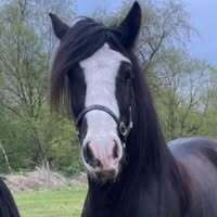 Profilbild